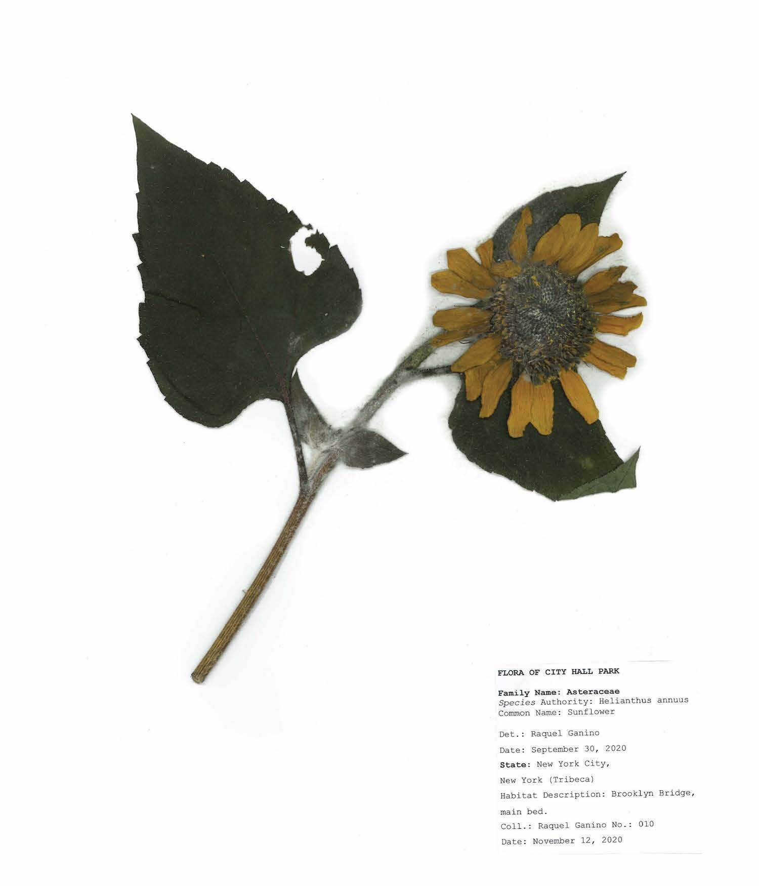 Herbarium sheet raquel ganino_Page_03.jpg