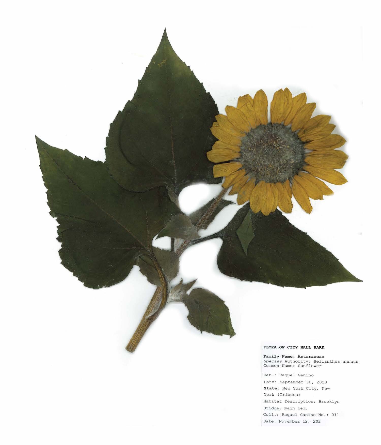 Herbarium sheet raquel ganino_Page_04.jpg