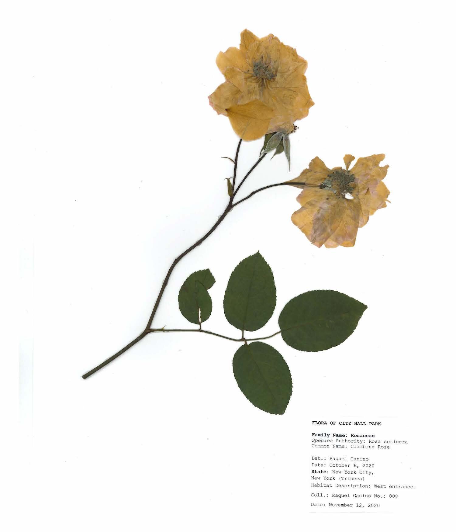 Herbarium sheet raquel ganino_Page_05.jpg