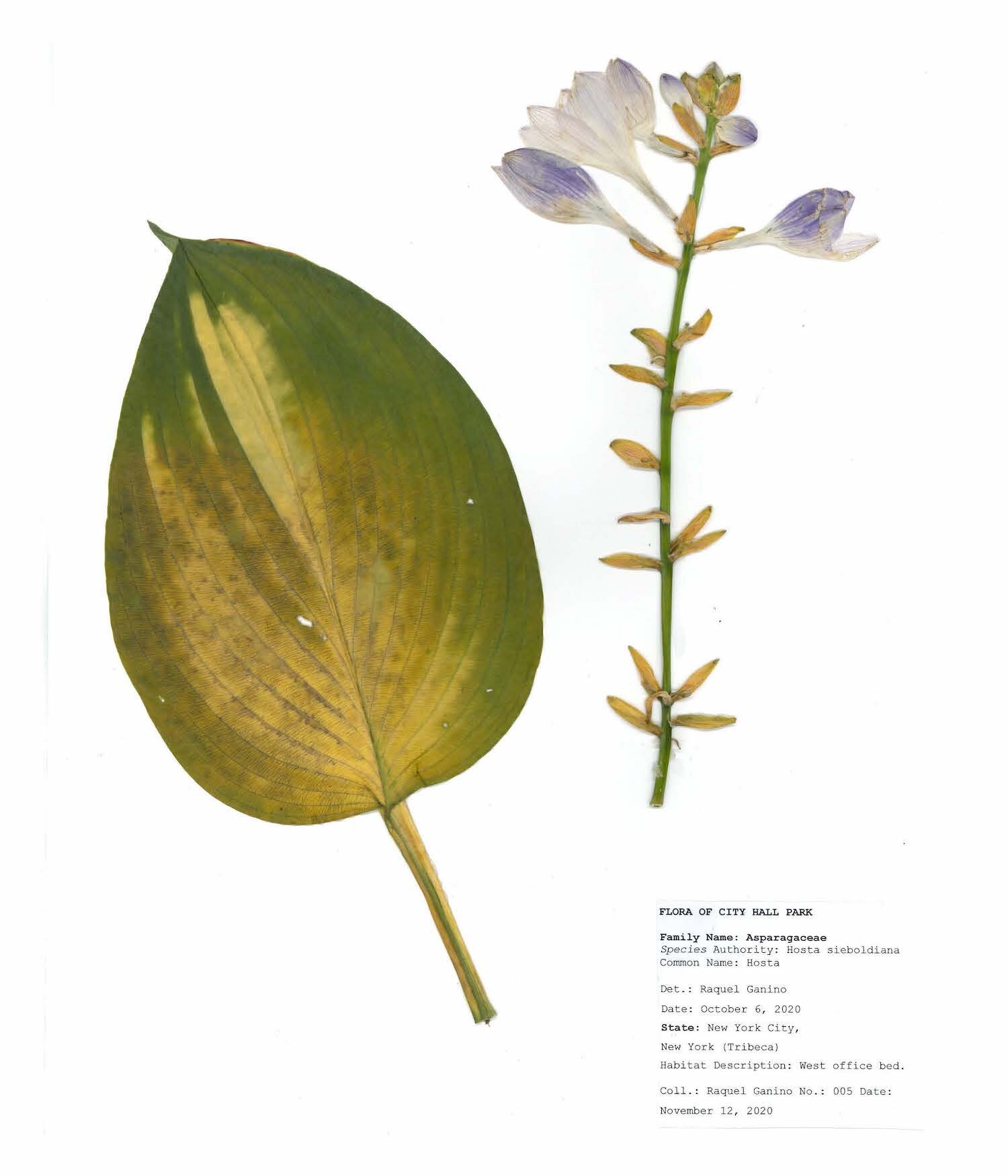 Herbarium sheet raquel ganino_Page_07.jpg
