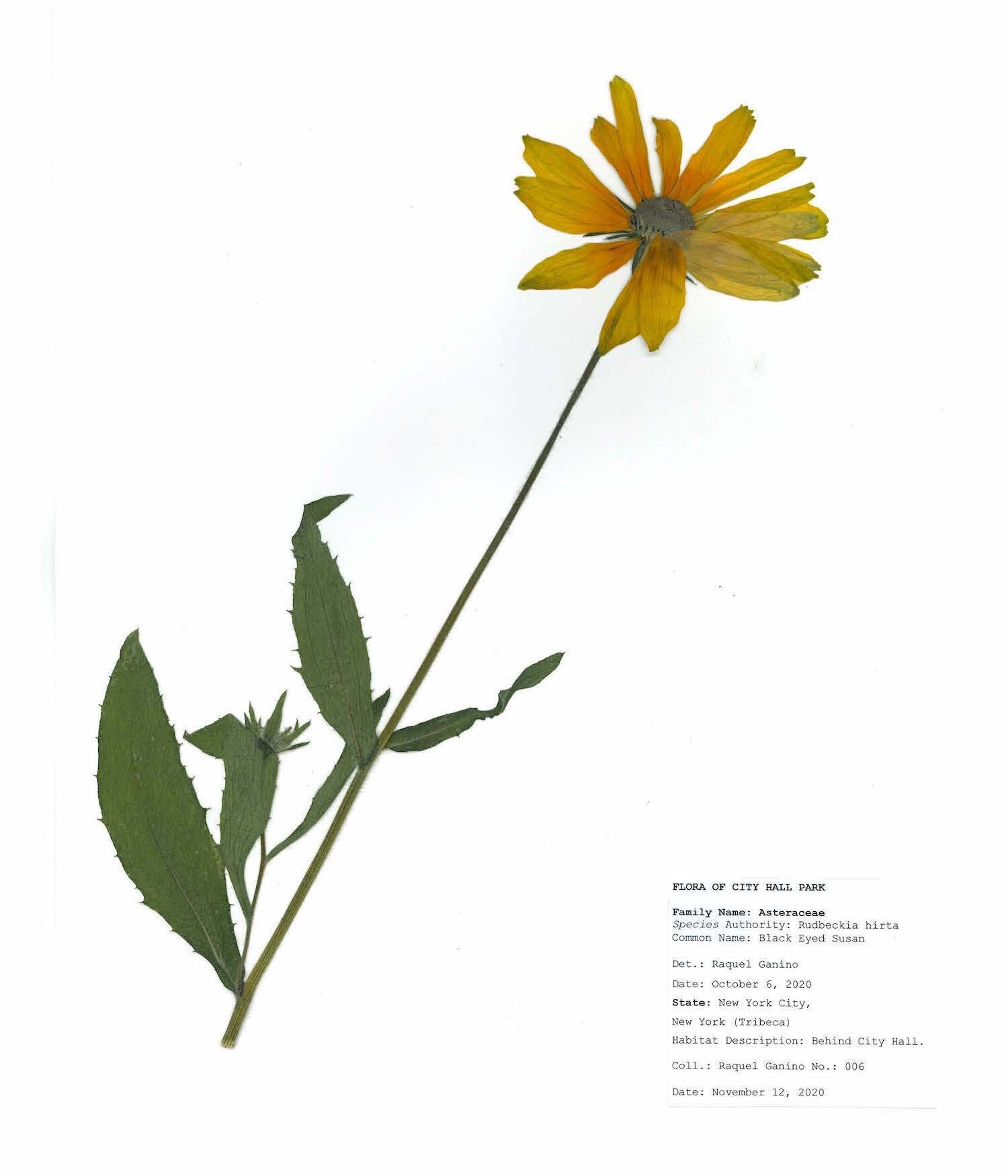 Herbarium sheet raquel ganino_Page_09.jpg