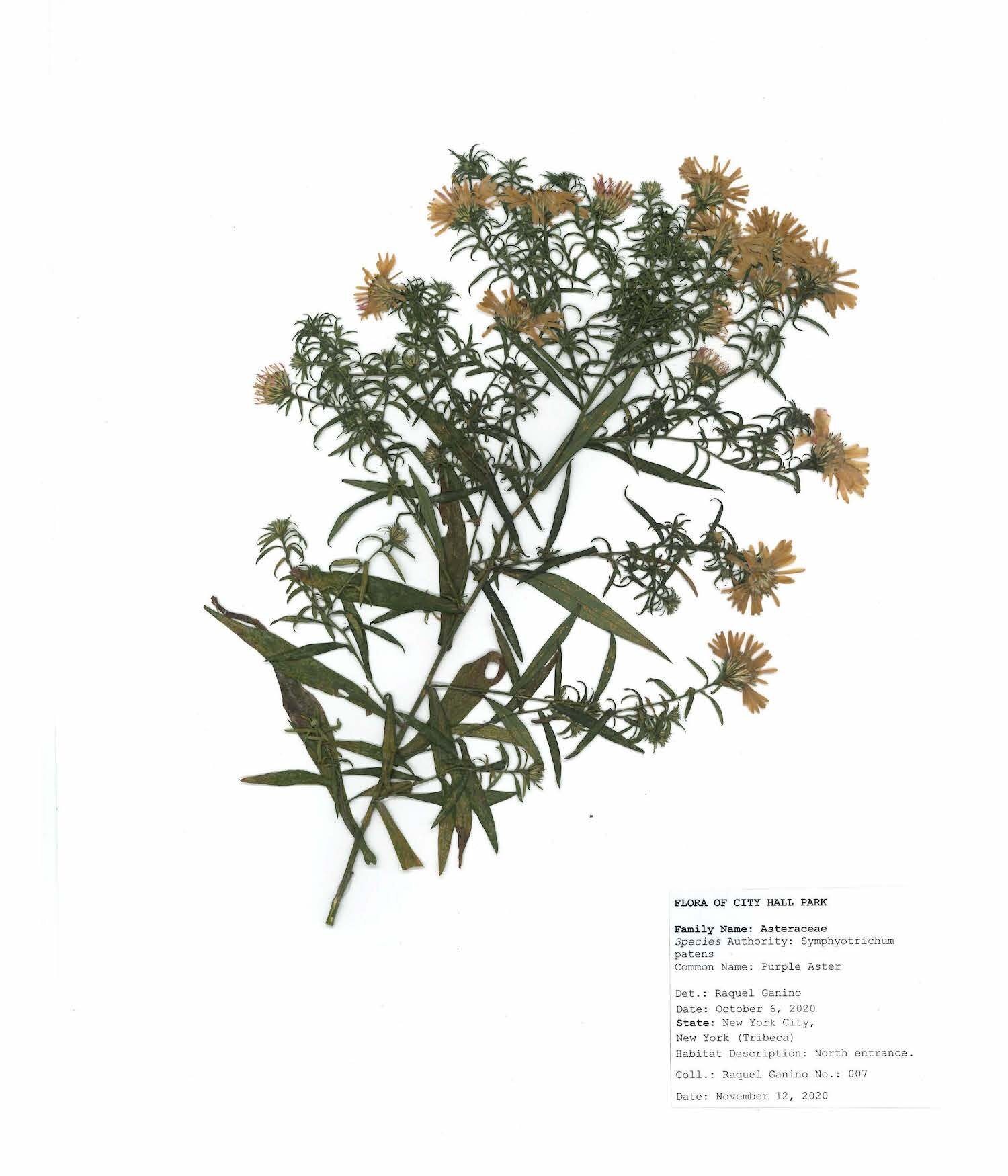 Herbarium sheet raquel ganino_Page_08.jpg