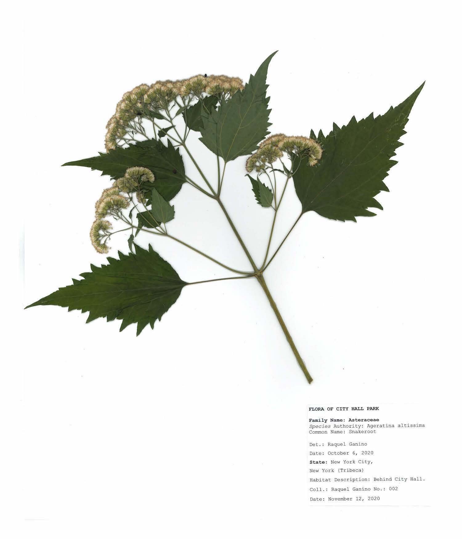Herbarium sheet raquel ganino_Page_11.jpg