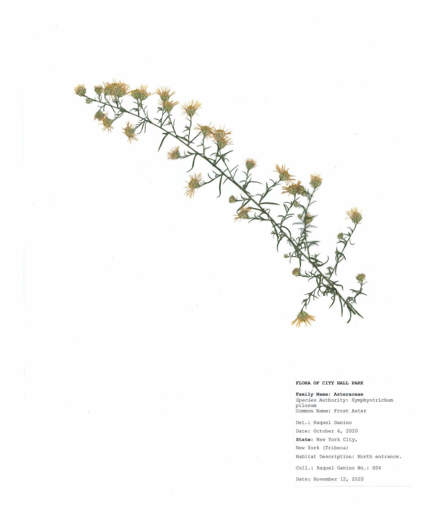 Herbarium sheet raquel ganino_Page_10.jpg