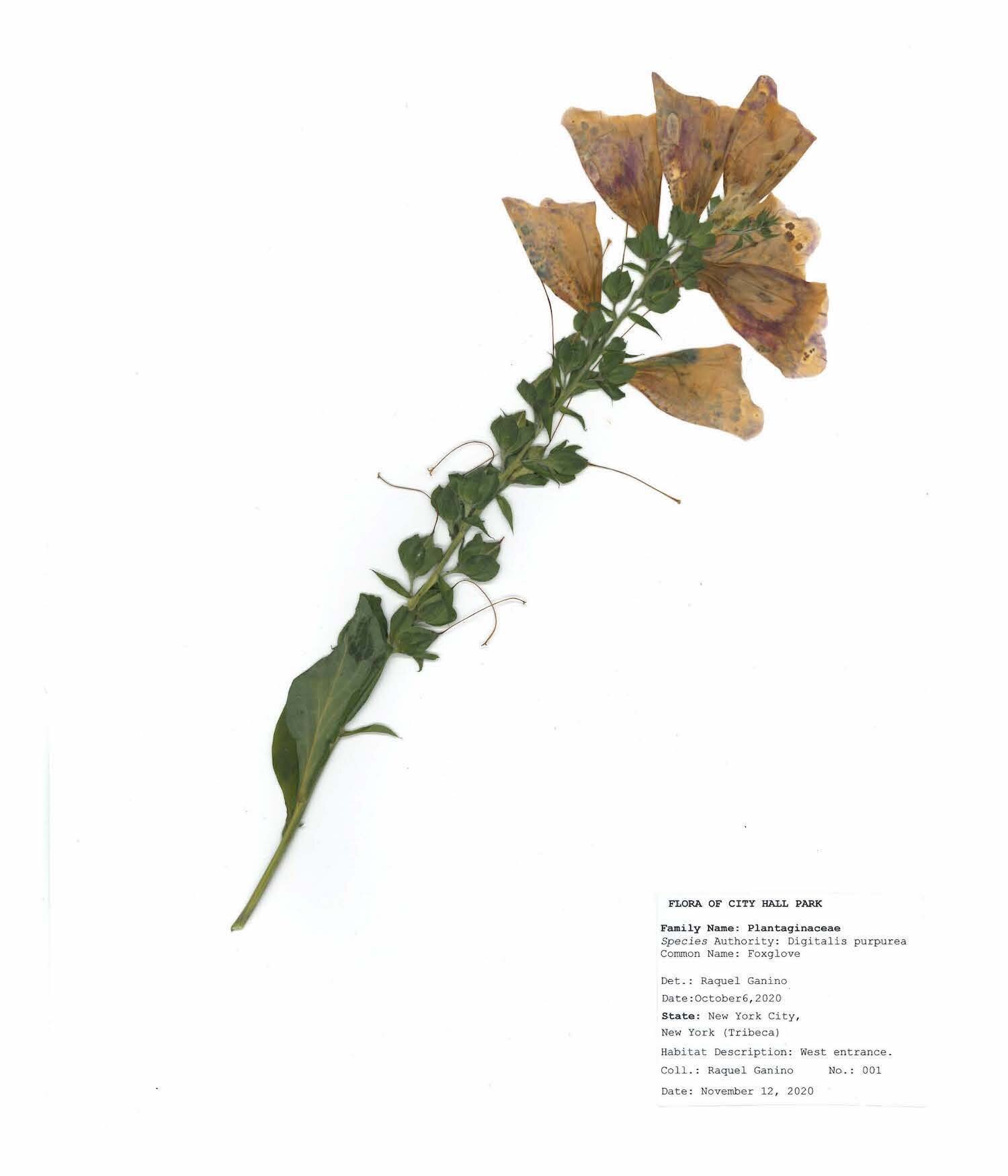 Herbarium sheet raquel ganino_Page_12.jpg