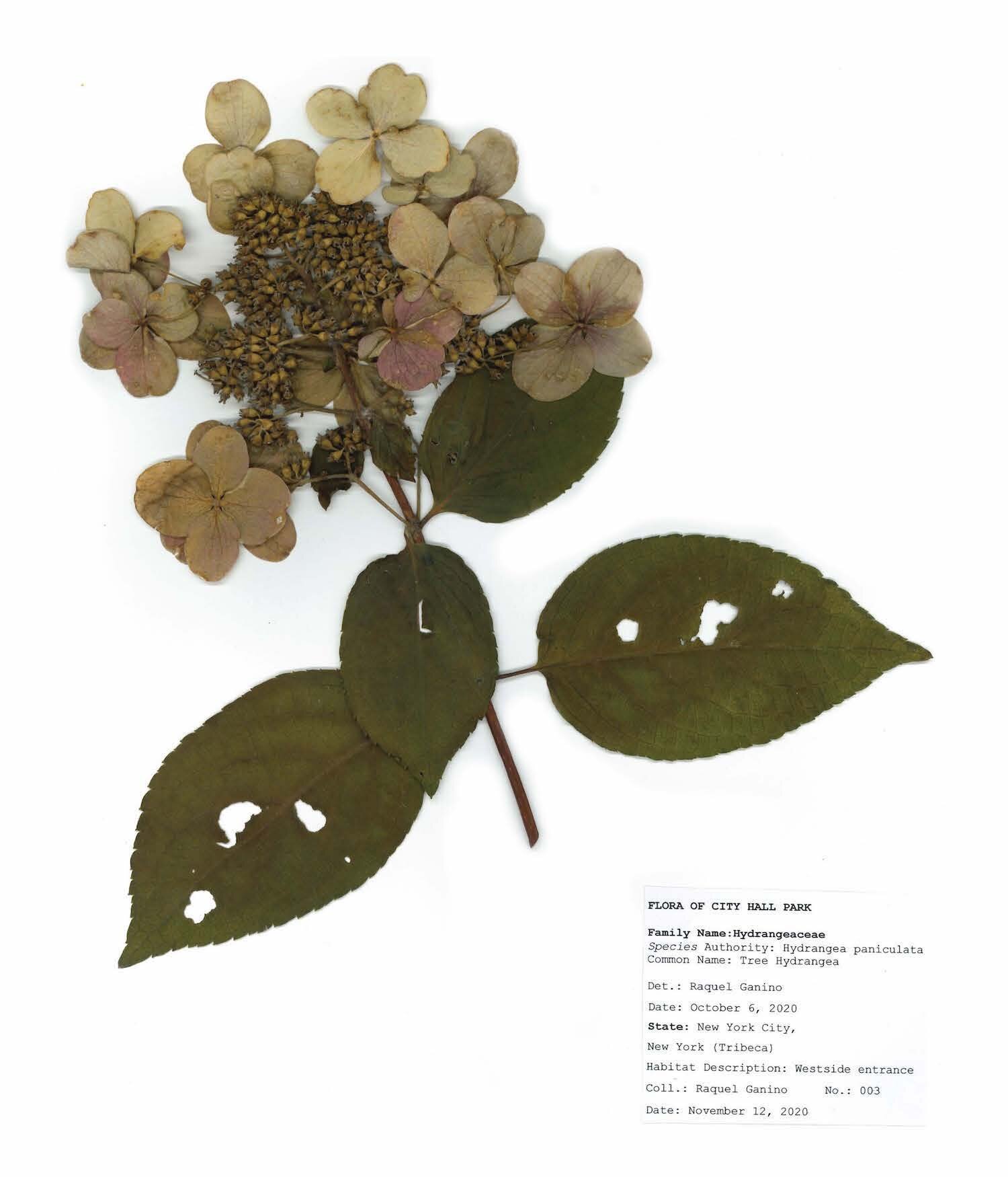Herbarium sheet raquel ganino_Page_13.jpg