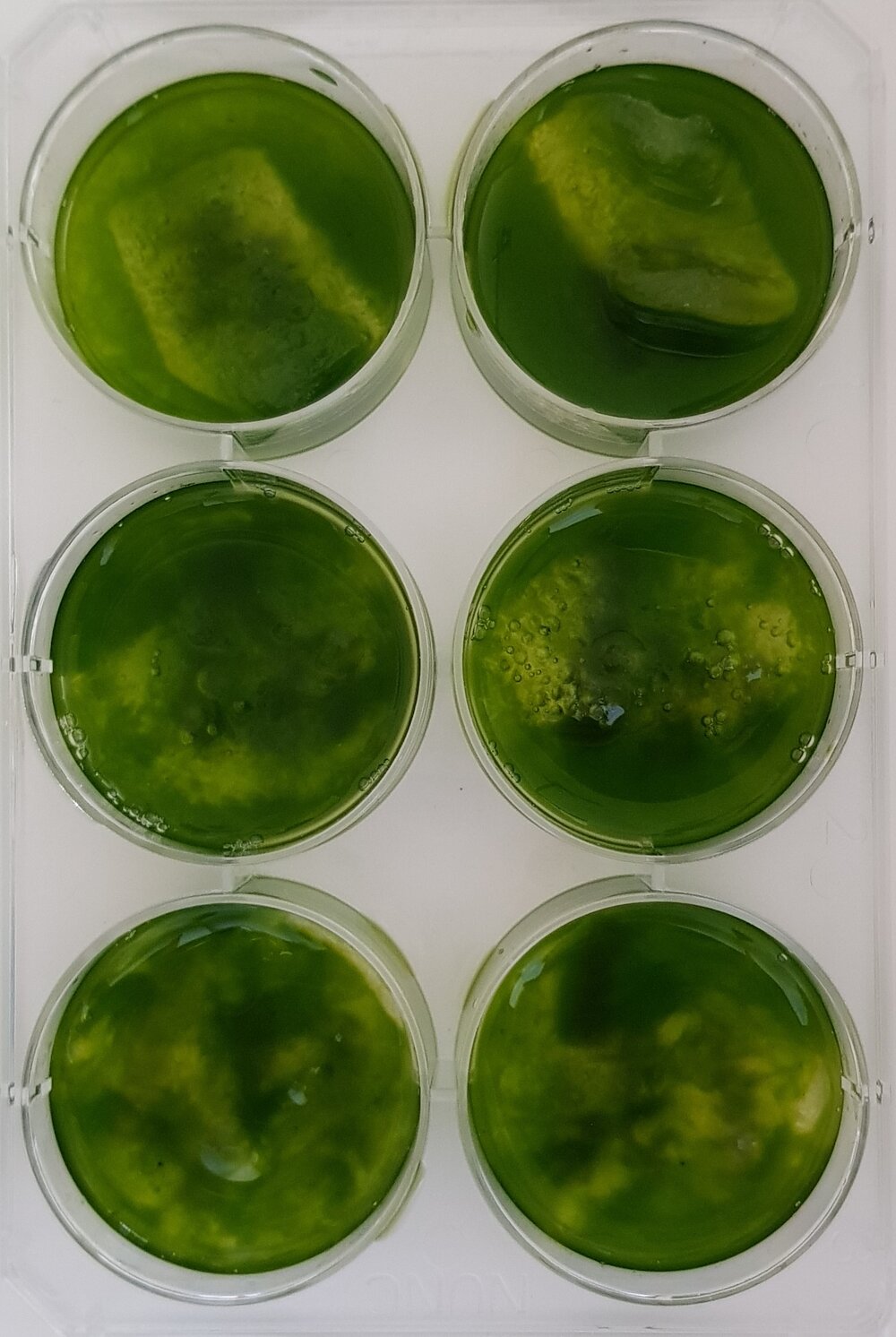 02 - Recellularisation of Dead and Fresh Durvillaea Antarctica with Chloroplasts from Spinacea Oleracea