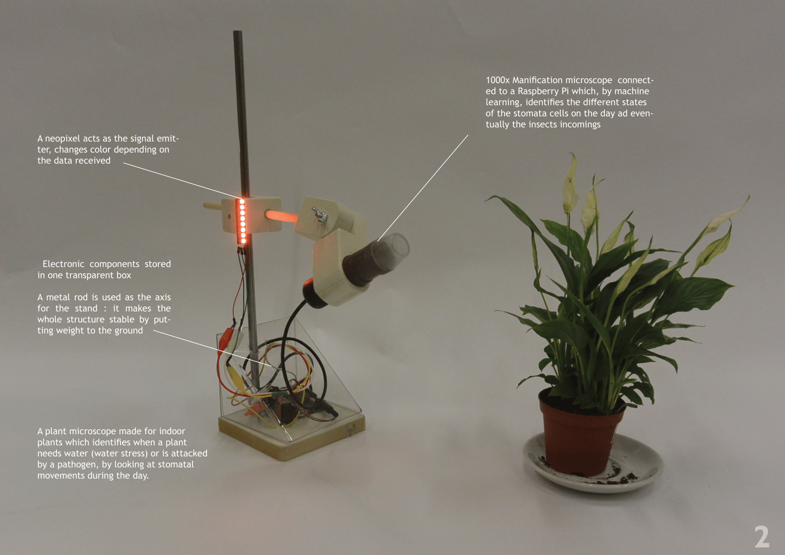 Plant stomatal translator-2.png