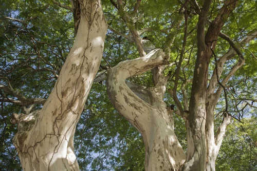 Team — Leopard Tree