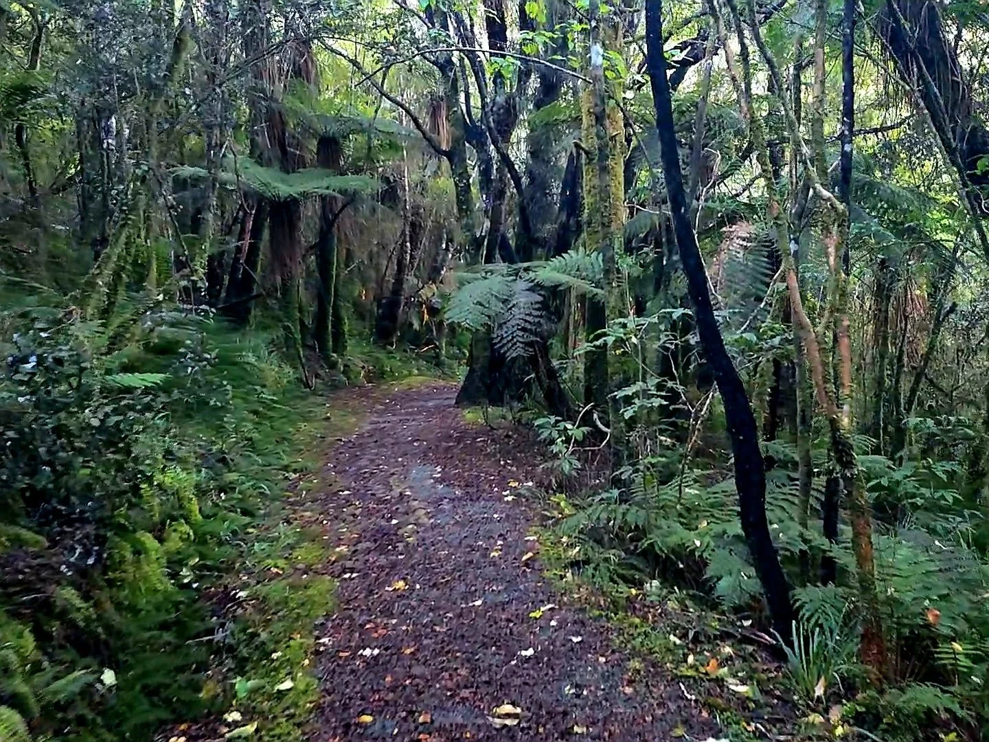 Carew Creek Falls