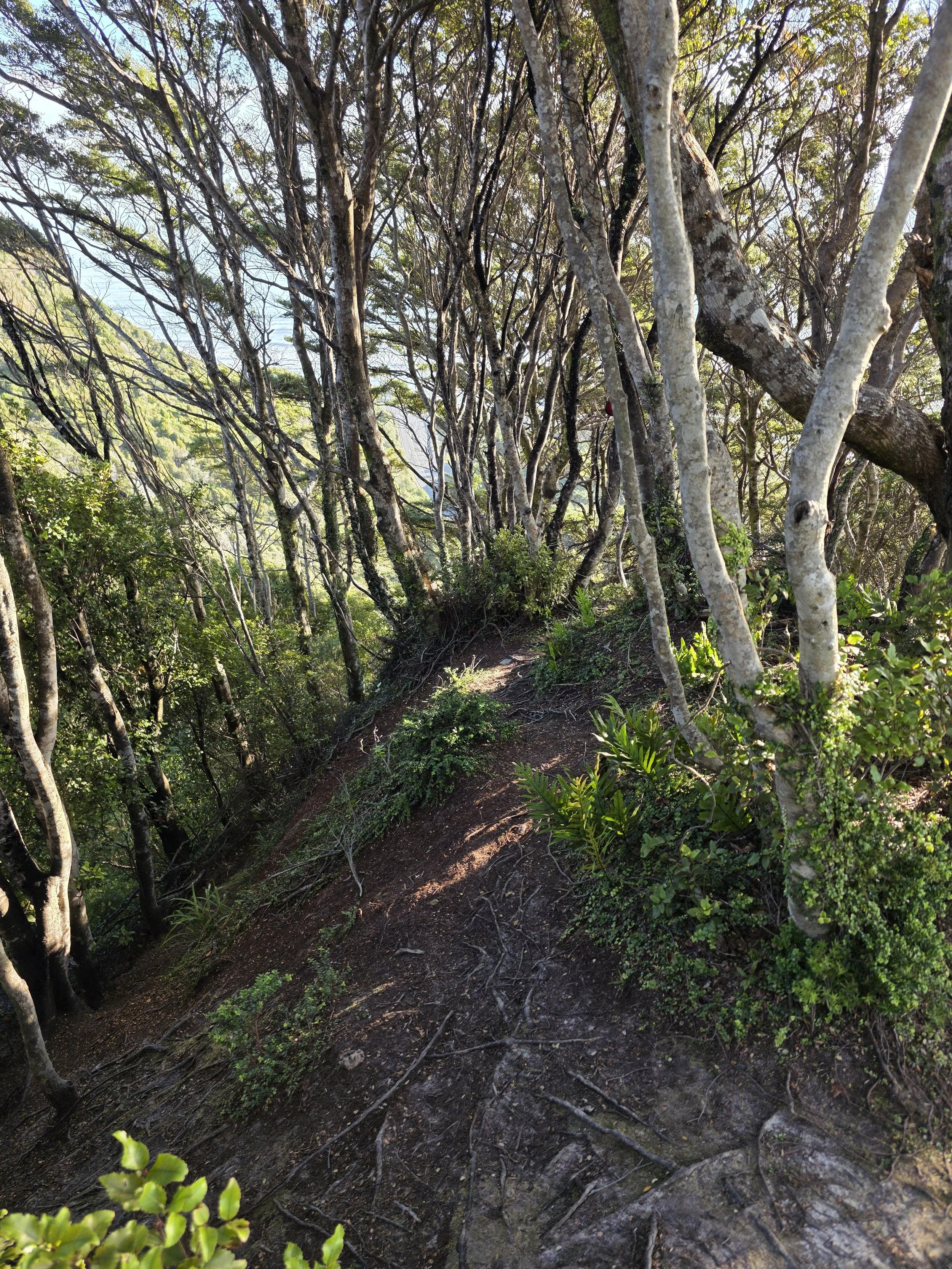 Mount George Track