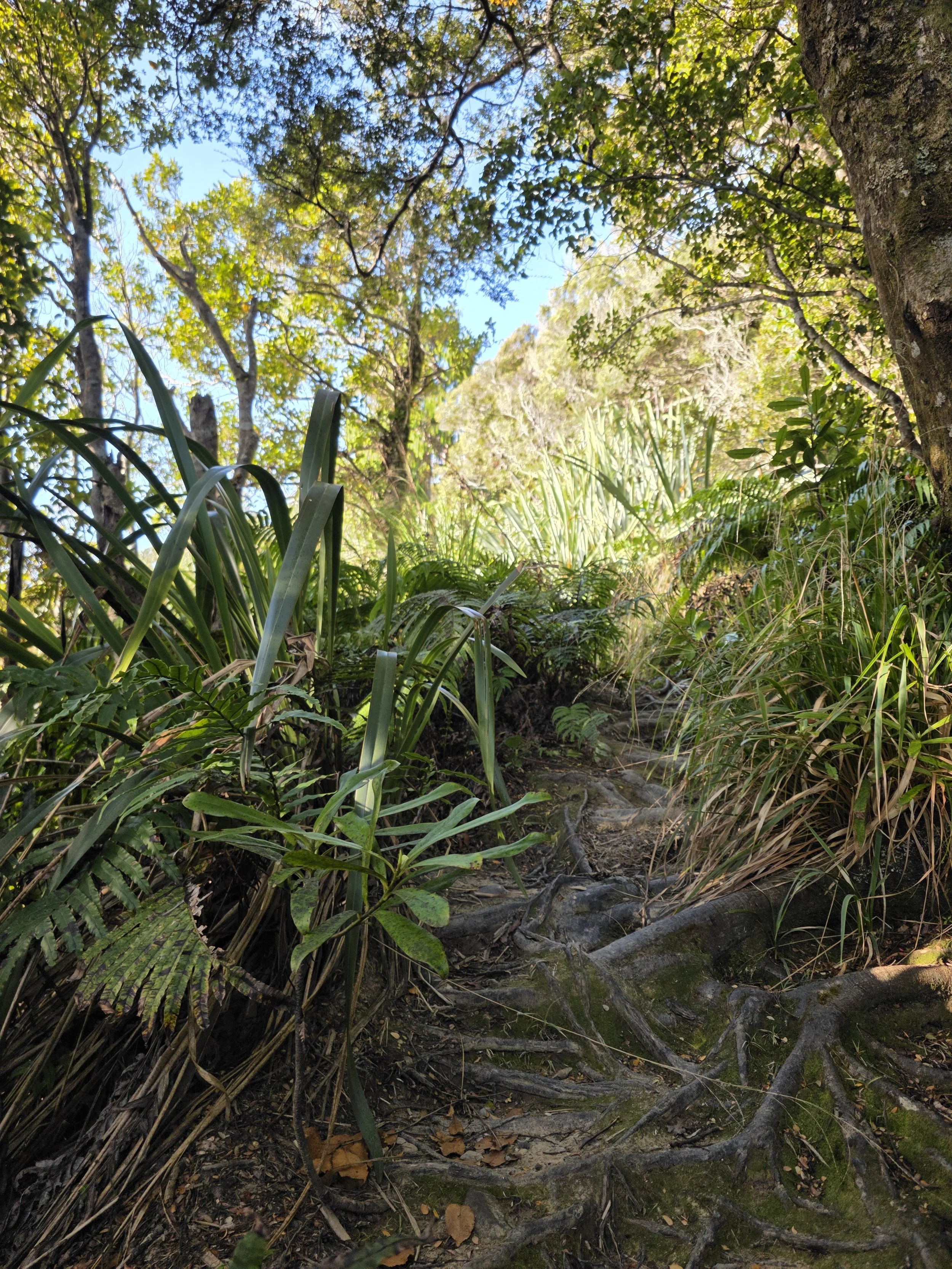 Mount George Track