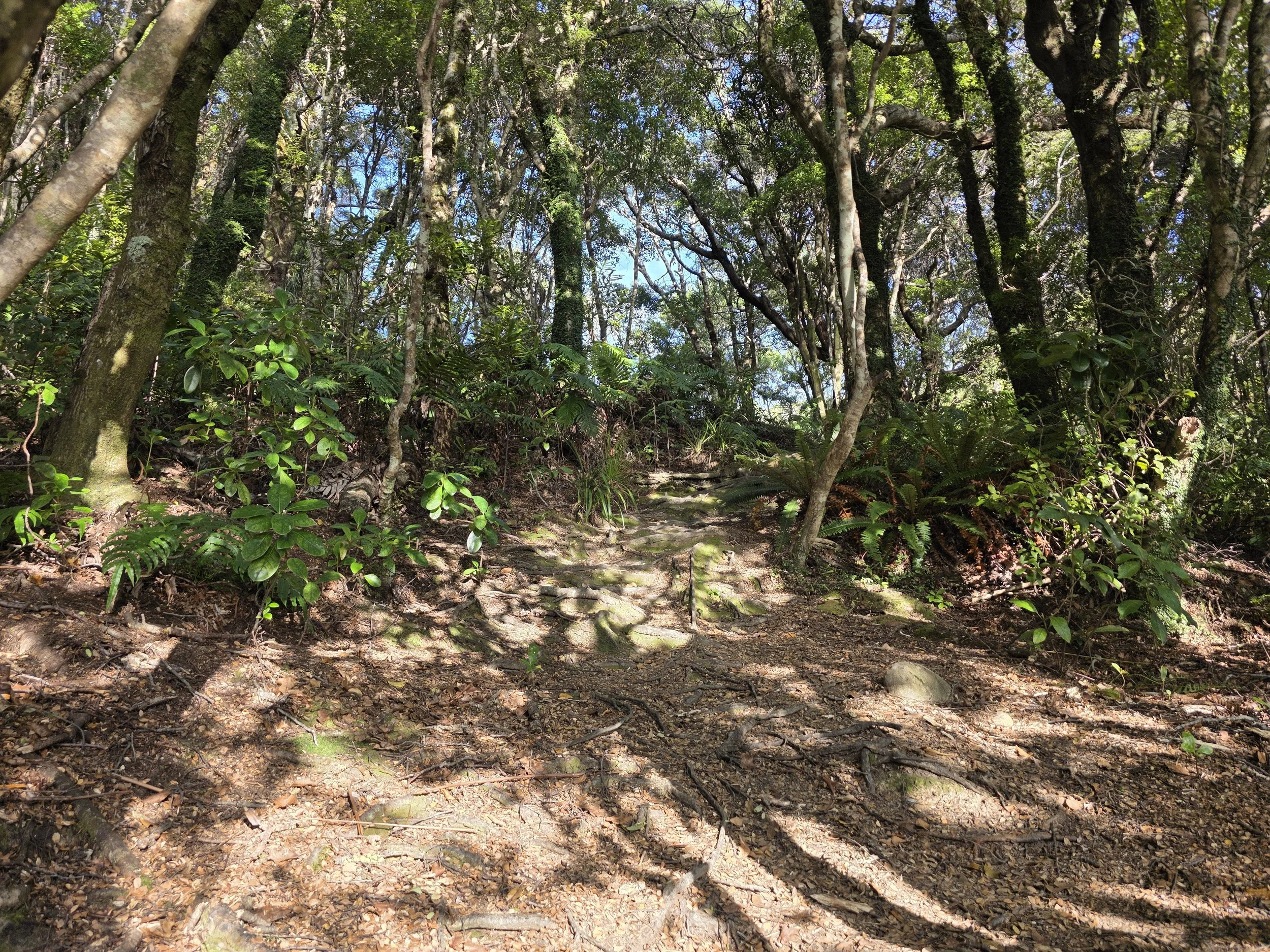 Mount George Track