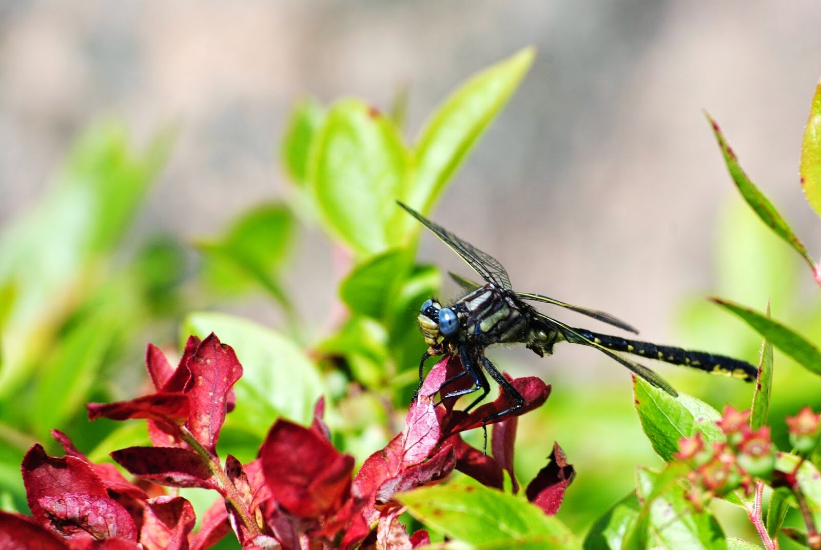 Image of ____ by Stephen Scott