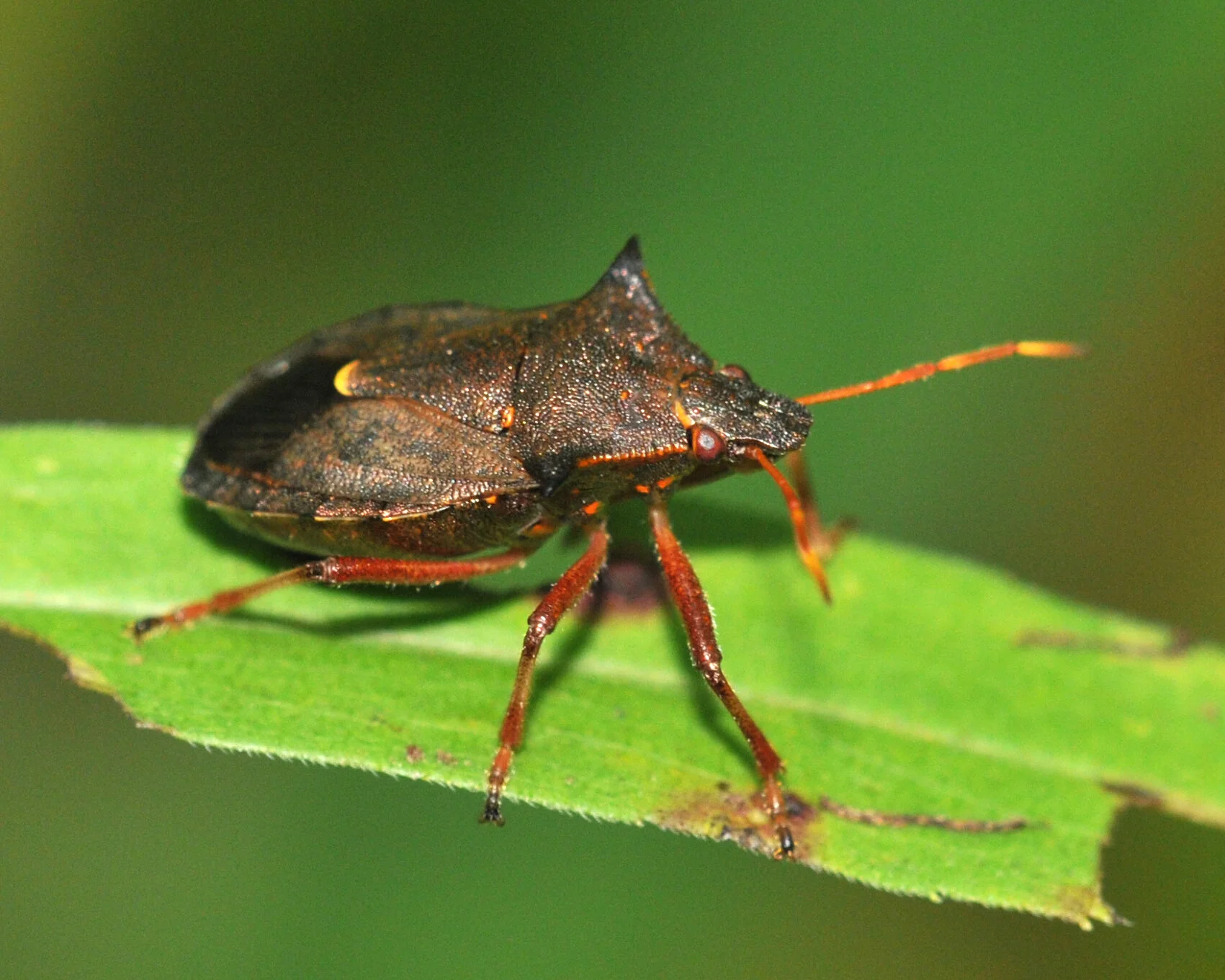 Hemiptera (True Bugs) — Maine Entomological Society