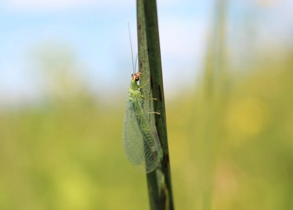 Neuroptera (Lacewings, Mantidflies & Antlions) — Maine Entomological ...