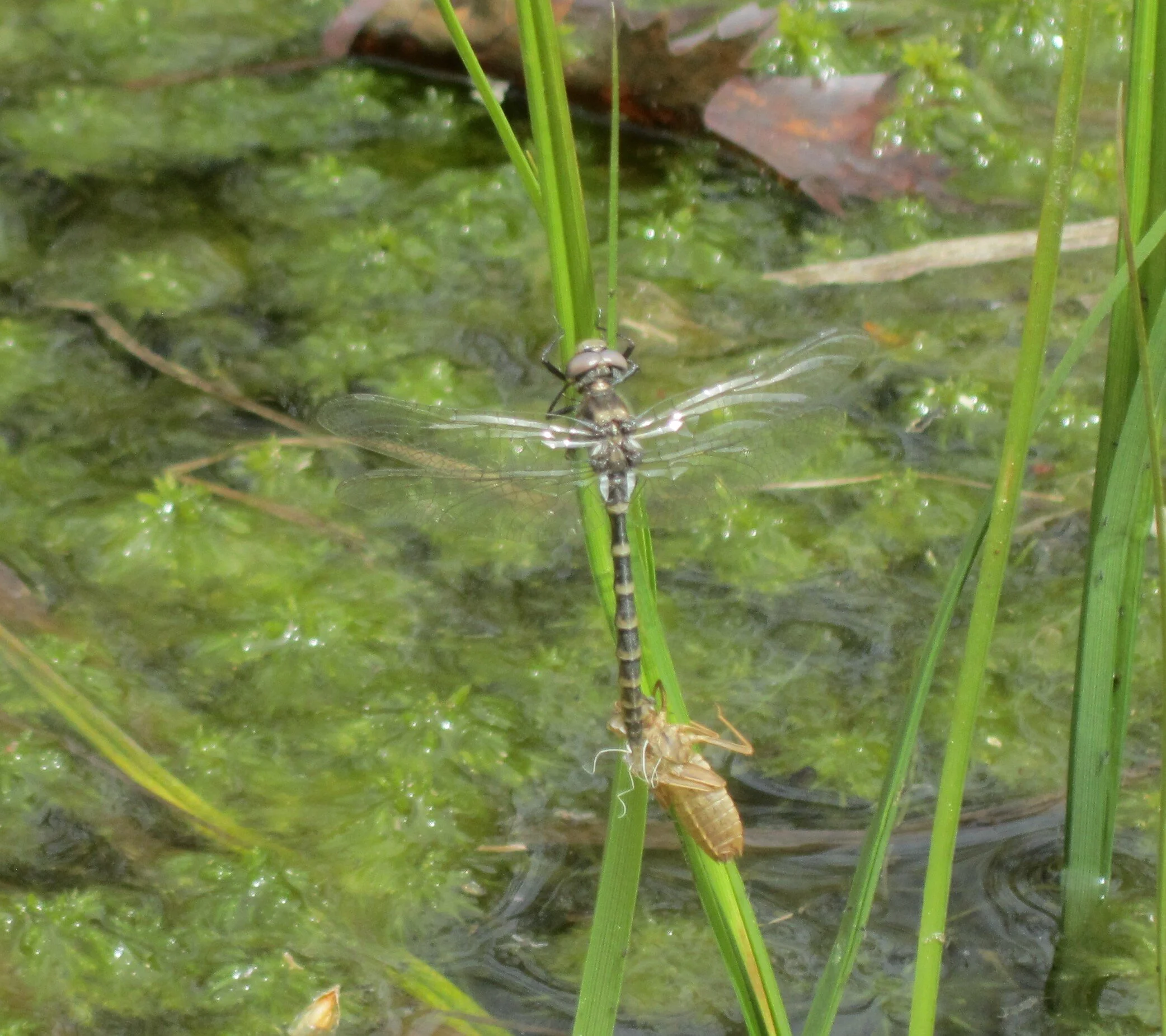 MES Field Day: Pleasant Mountain, Bridgton and Denmark