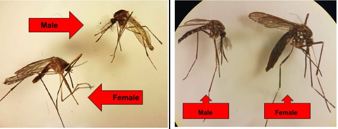 MES Webinar Series: Investigating Cross Disciplinary Tools for Improved Mosquito Detection, Control and Management