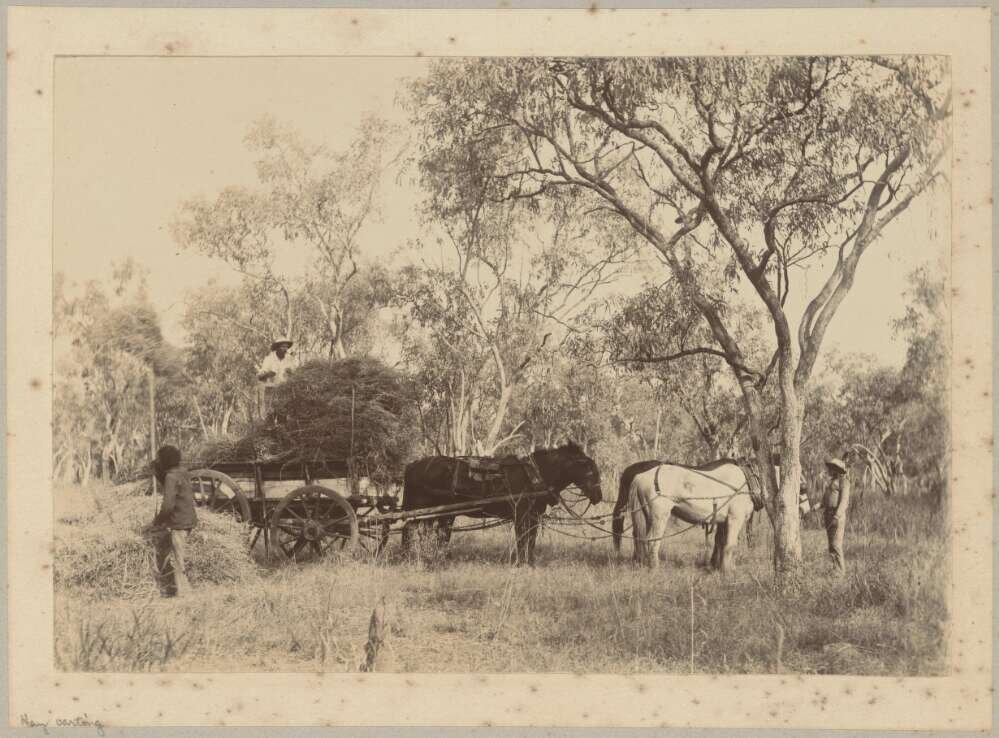 Two Aboriginal men loading hay onto horse-drawn cart