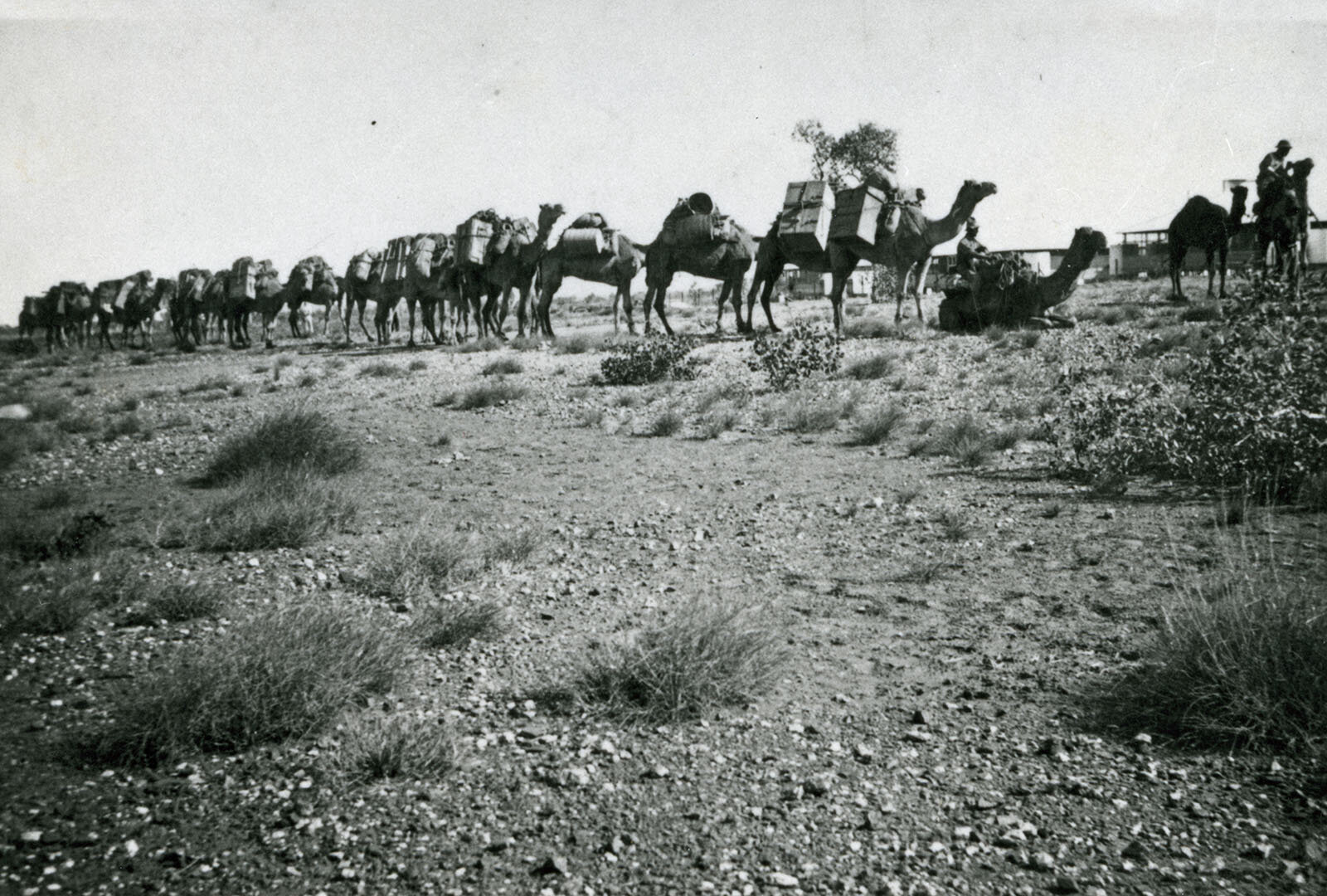Photo 4) Camel train passing through Tennant Creek.