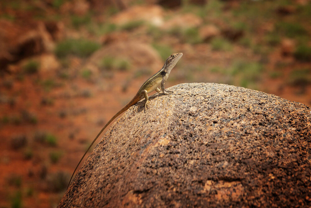 Tennant Creek _167LR.jpg