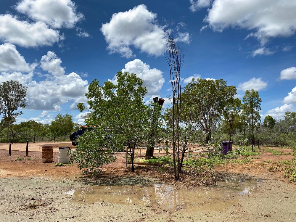 Stuart's Tree IMG_3715 LR.jpg