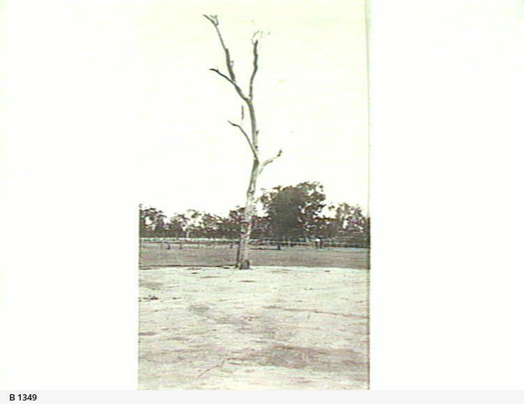 Stuart's Tree (1875) Photo 2