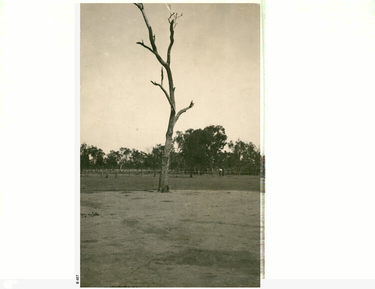 Stuart's Tree (1913) Photo 3