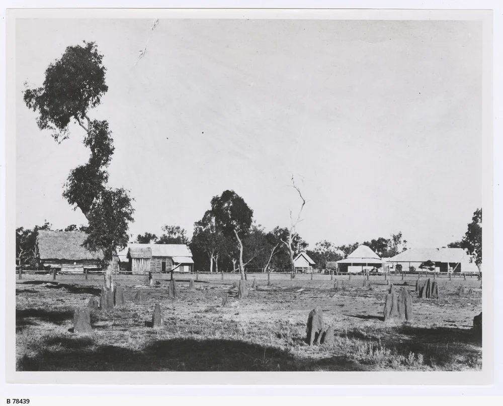Stuart's Tree (1875) Photo 4