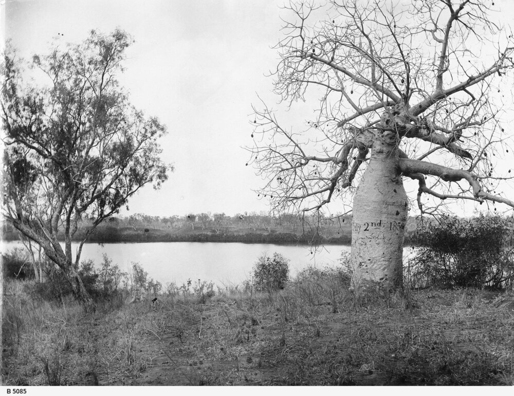 'Gregory's marked tree / Victoria River / Photographed in 1891. Photo 5