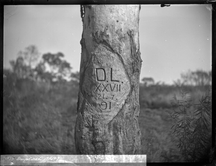 Elliott, F. J 1891, Tree marked by David Lindsay at Moses Creek, Skirmish Hill, during the Elder Scientific Exploring Expedition, 1891-1892. Photo 6