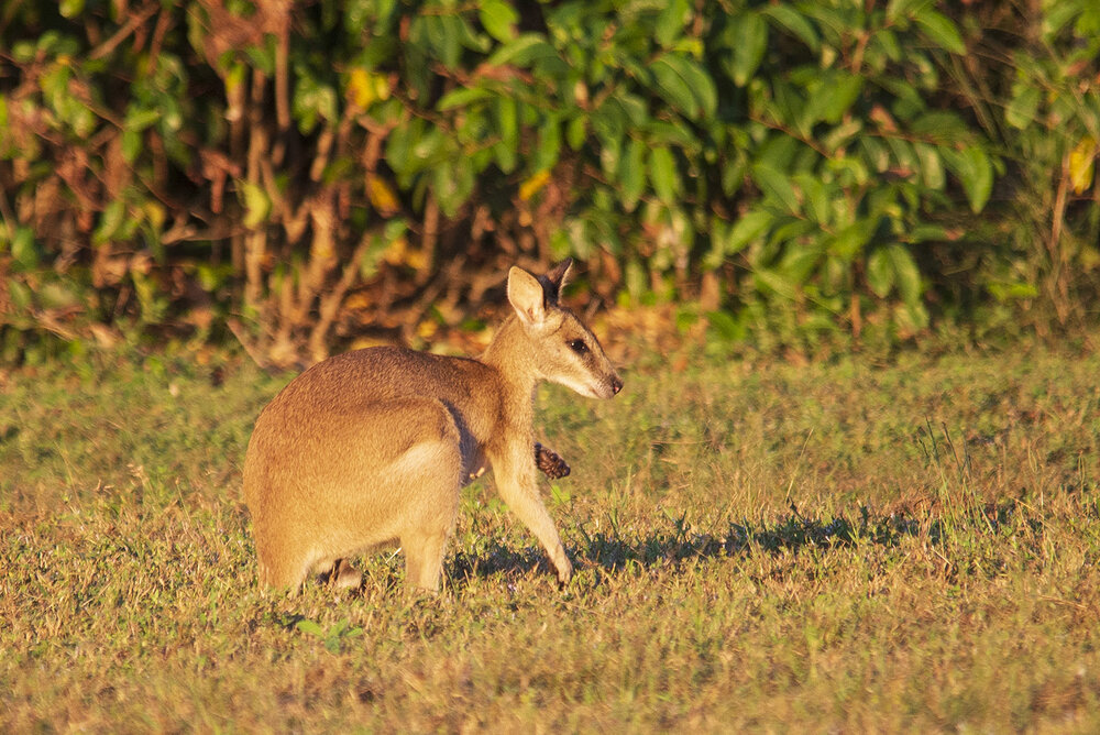 Wallabies DSC_3802 LR copy.jpg