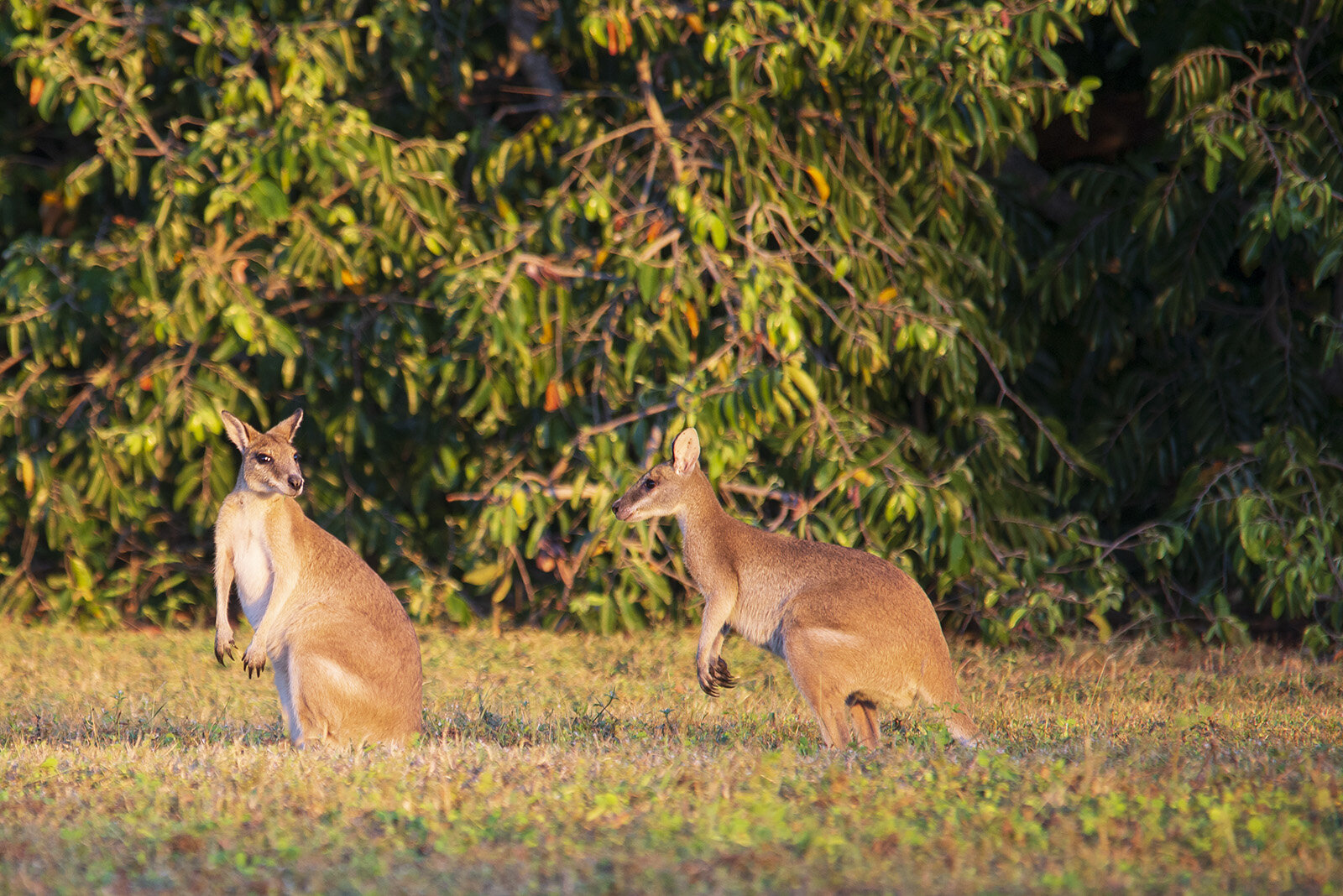 Wallabies DSC_3844 LR copy.jpg