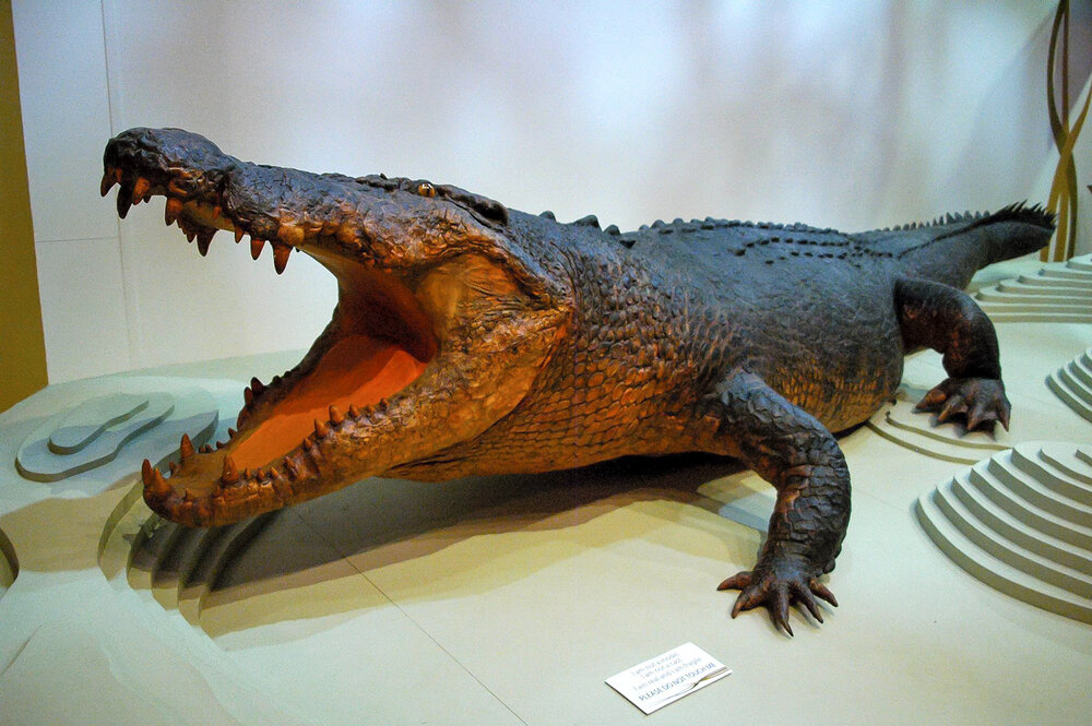 Sweetheart the crocodile at Museum and Art Gallery 