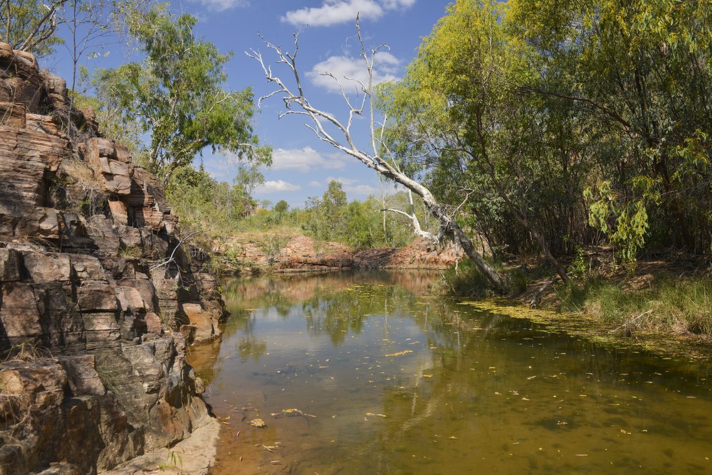 Lily Ponds