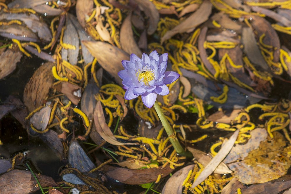 Blue waterlily (Nymphaea violacea)