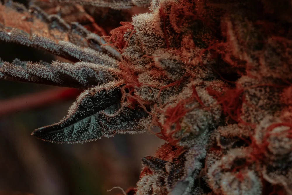 Grow Process for Winewood Organics Flower — Winewood Organics