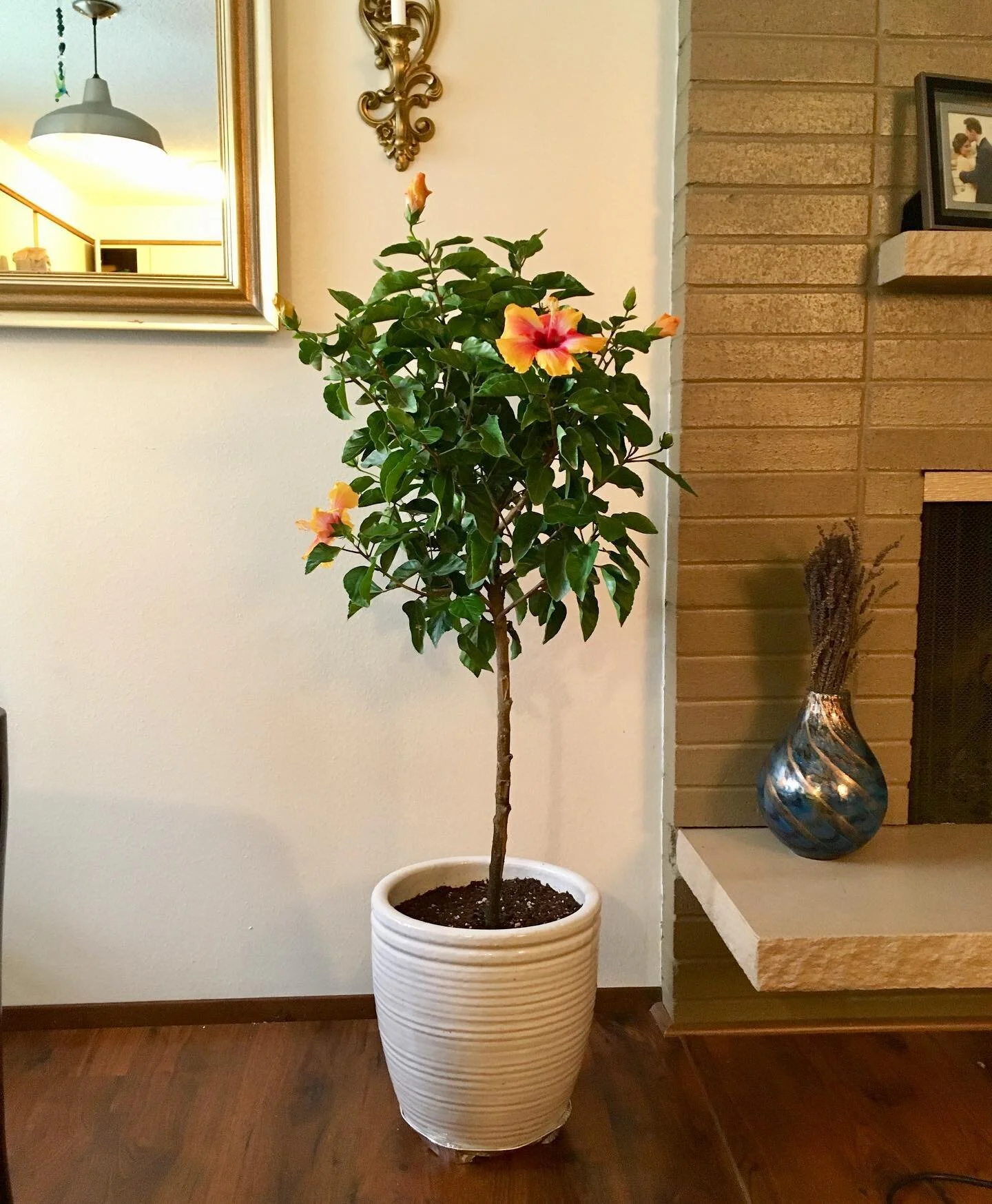 Our new little Hibiscus friend 💐