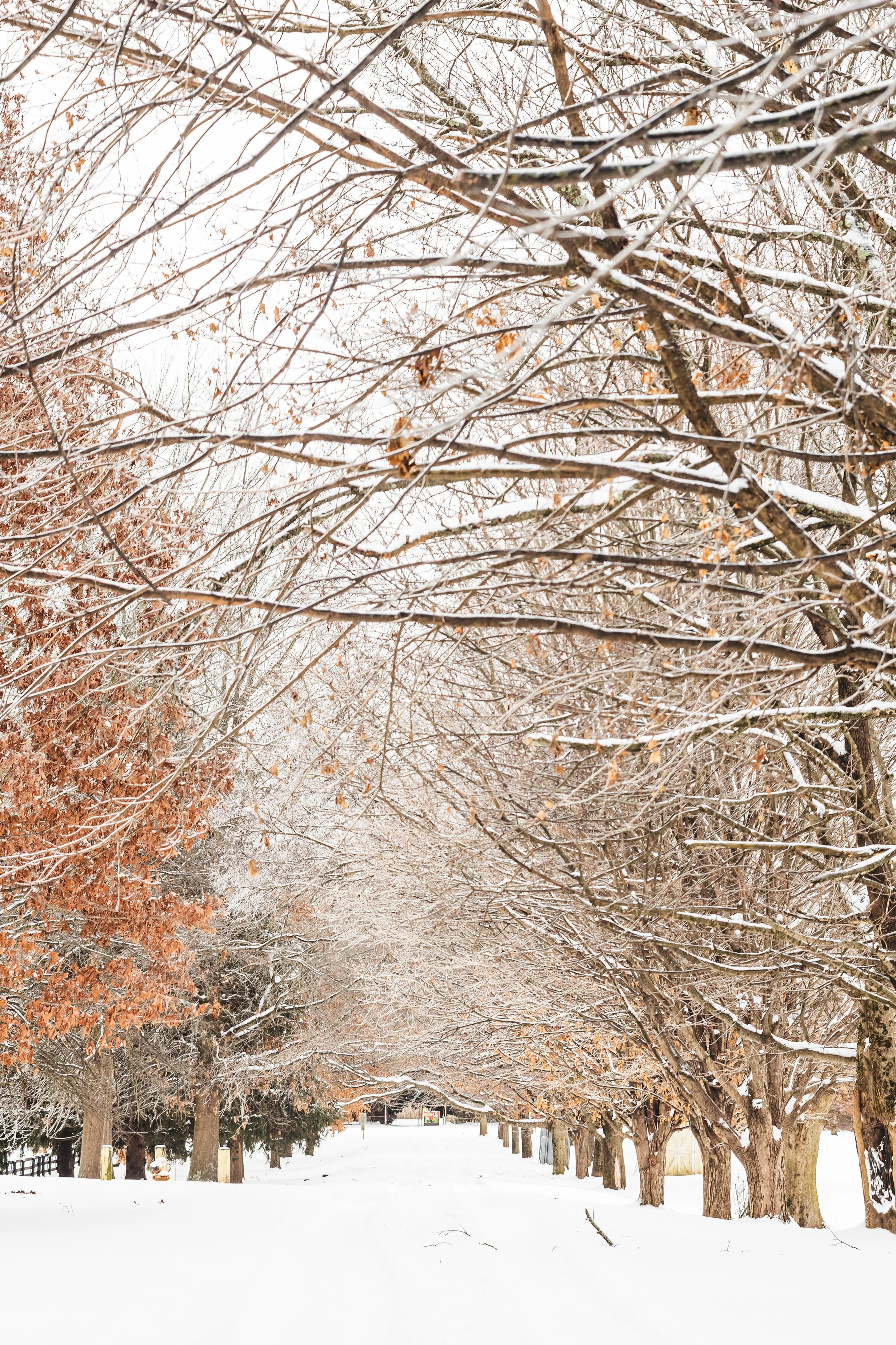 Snow Day
