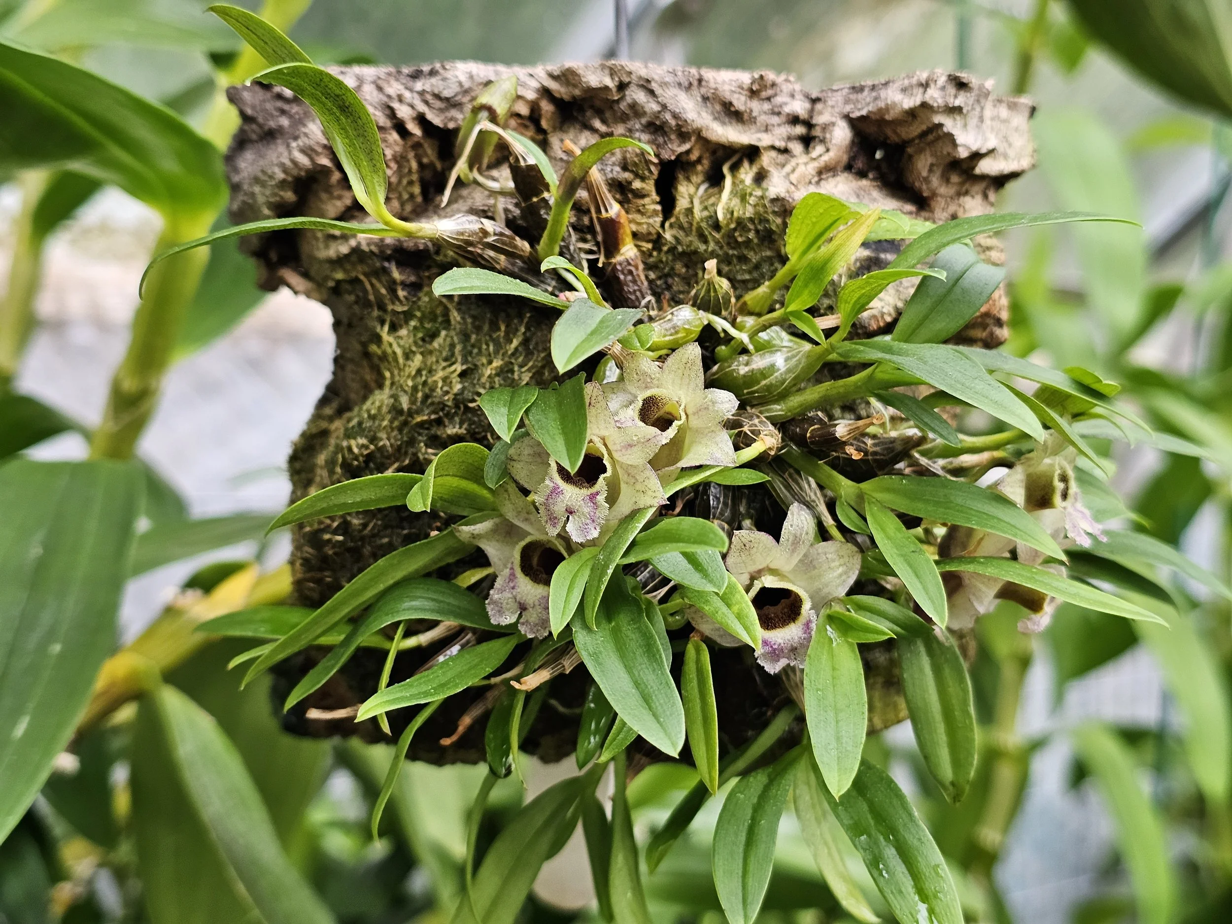 Dendrobium hekouense