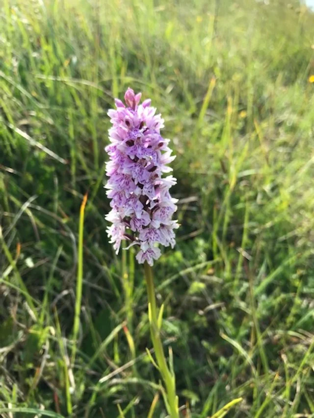 Common Spotted Orchid in Flower.jpg