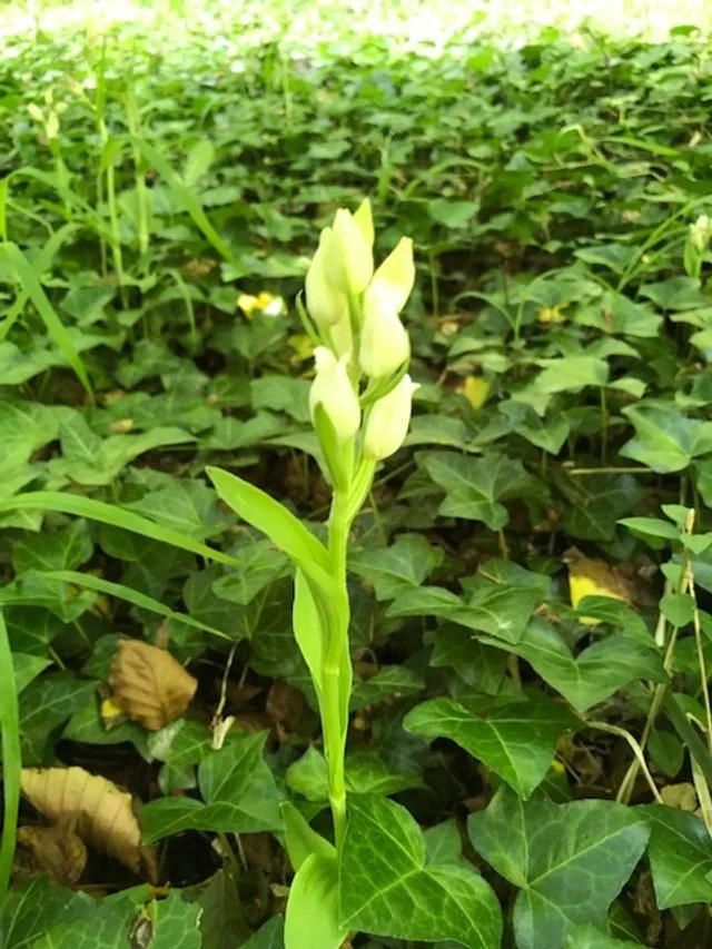 White Helleborine