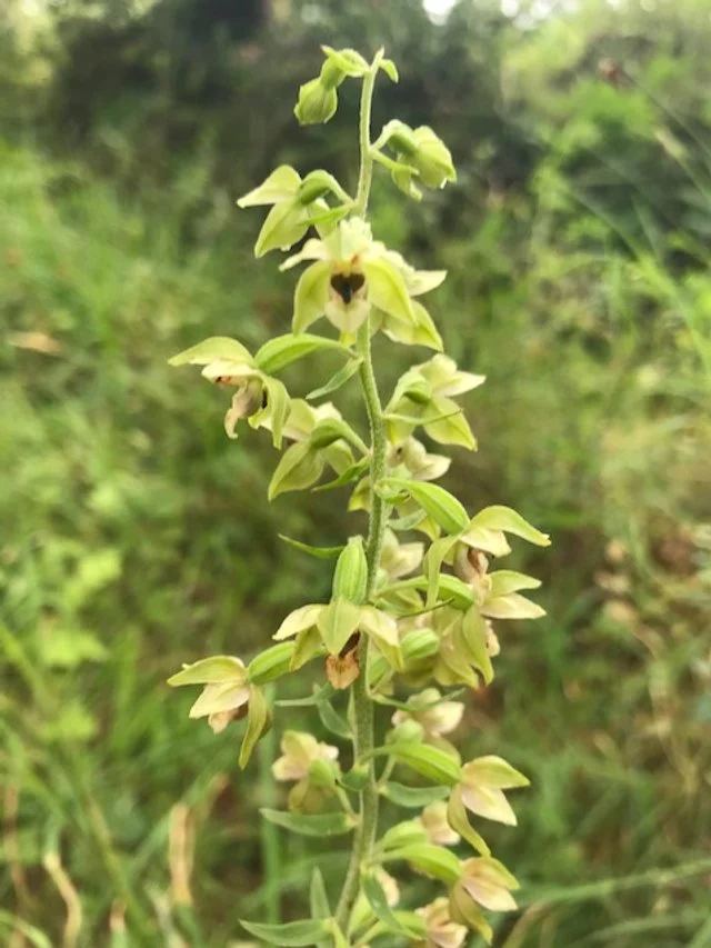 Broad-leaved helleborine in Flower