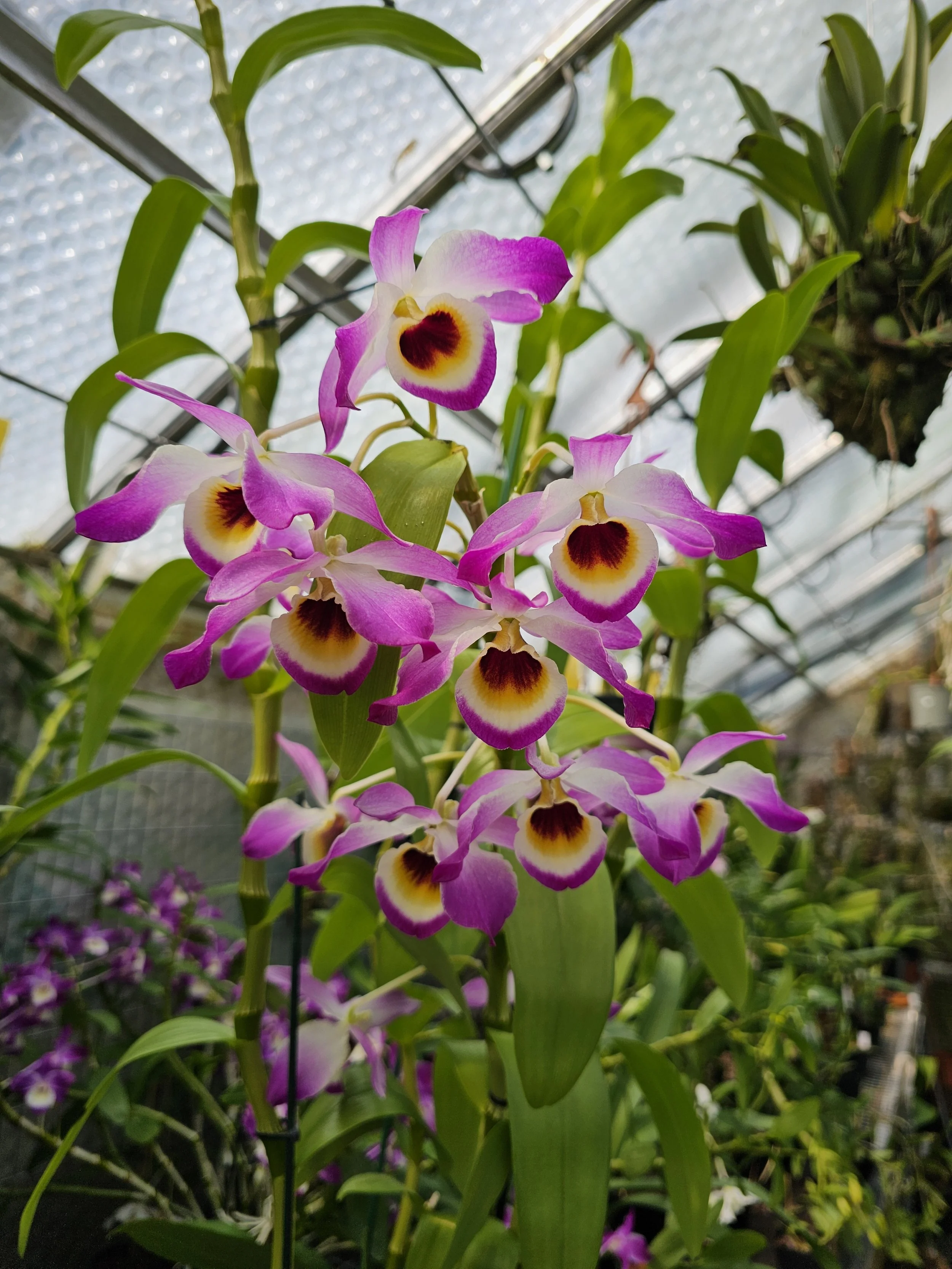 Dendrobium Lady Coleman