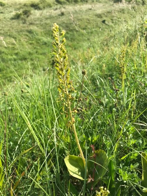 Common Twayblade