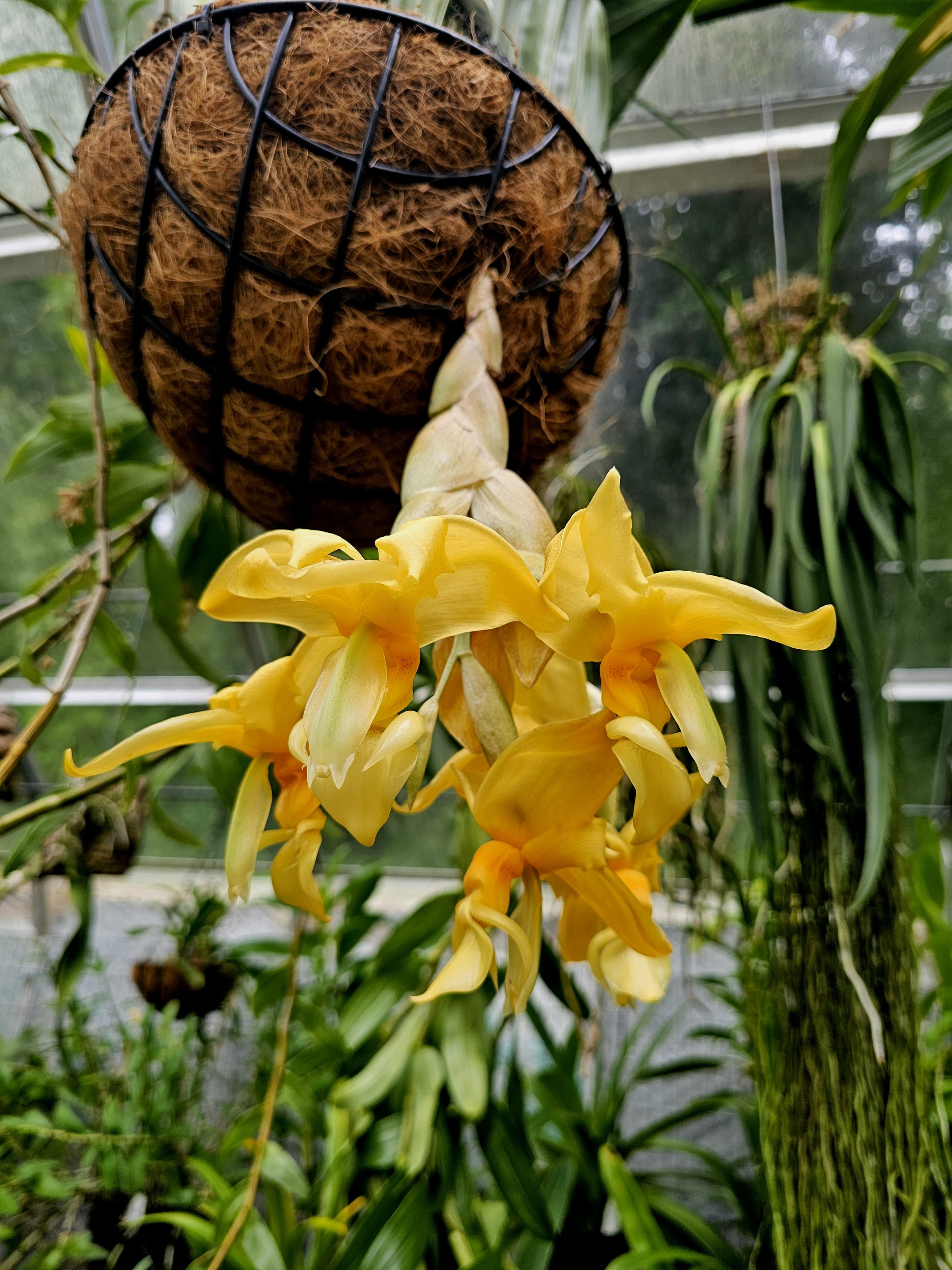 Stanhopea stevensonii