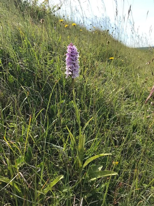 Common Spotted Orchid