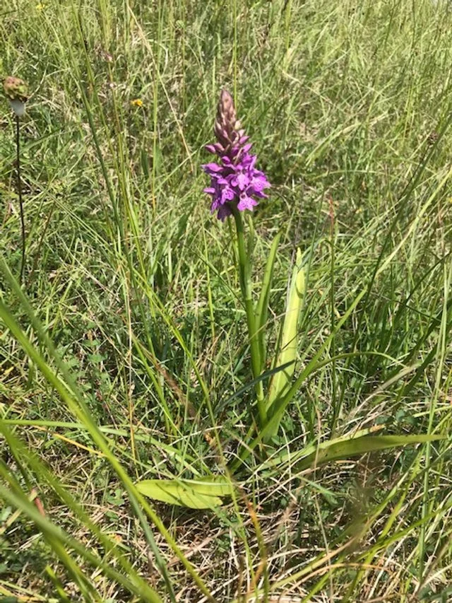 A hybrid between the common spotted and Southern Marsh orchids