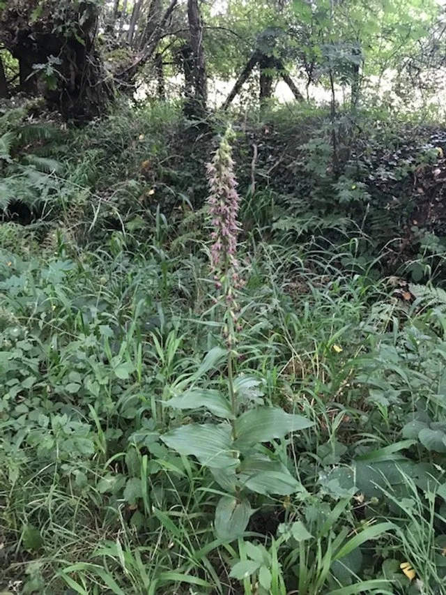 Broad-leaved helleborine in Flower