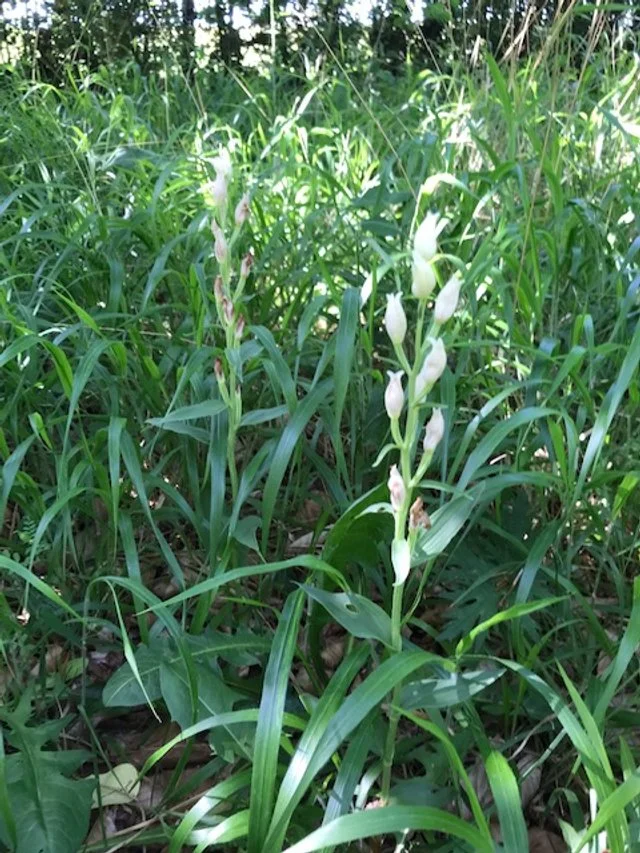 White Helleborine in Habitat